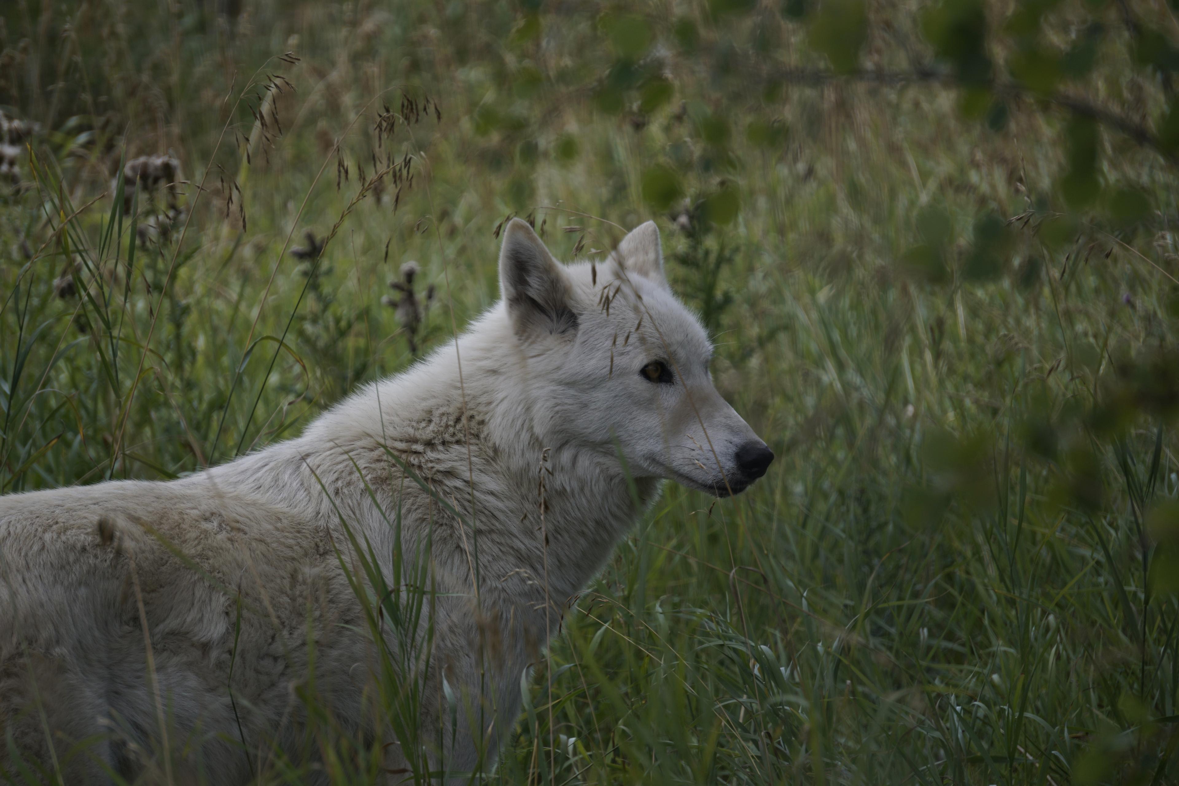 Wolf dog in the grass