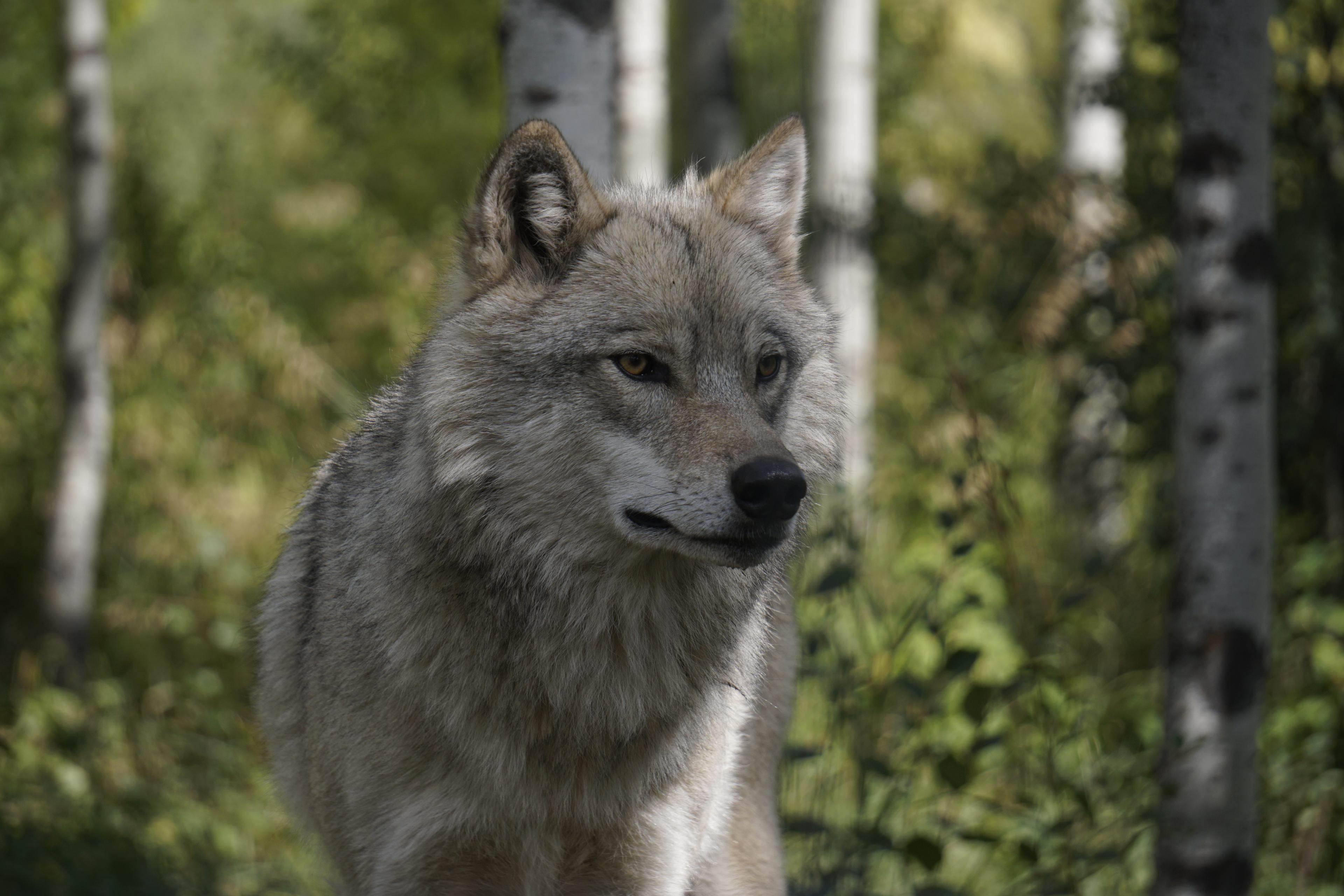 Picture of Wolf dog at Yamnuska Wolfdog Sanctuary